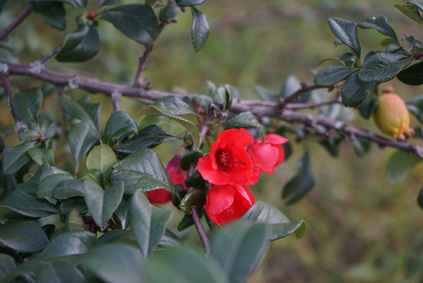 花序は、花序、中国産、または日本産のクヌギで、落葉または半常緑低木で、バラ科に属します。ドイツ・ベルリン - 写真・画像