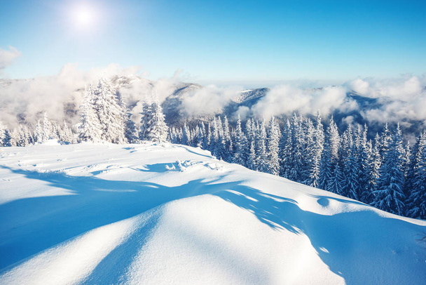 Fantasztikus téli fák ragyognak a napfényben. Drámai téli jelenet. Helyszín Kárpátok Nemzeti Park, Ukrajna, Európa. Alpok síközpont. Szépség világ. Instagram kék tonizáló hatás. Boldog új évet! - Fotó, kép