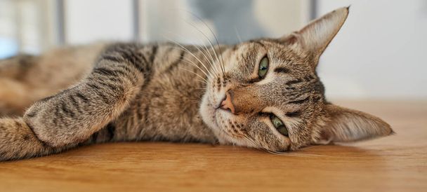 Katzenleben vom Feinsten. Eine Serie von Fotos von einer Laien-Katze. - Foto, Bild