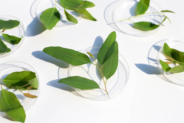 Свіже зелене листя евкаліпта в посуді Петрі на білому тлі
. - Фото, зображення