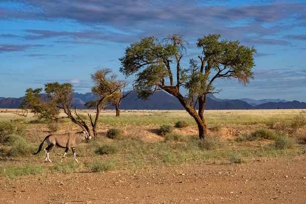 ナミビア、サバンナを歩くオリックス、背景に赤い岩 - 写真・画像