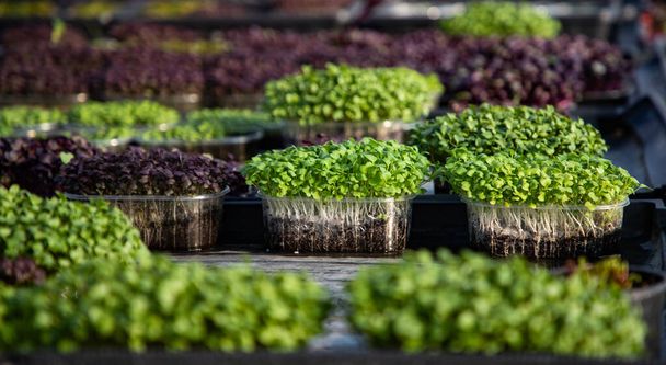 microgreens growing  organic bio gardening - Photo, Image
