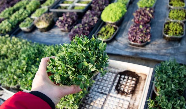 microgreens growing  organic bio gardening - Valokuva, kuva