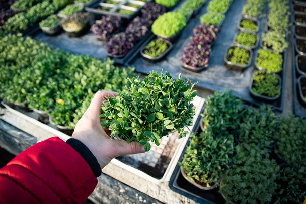 microgreens growing  organic bio gardening - Valokuva, kuva