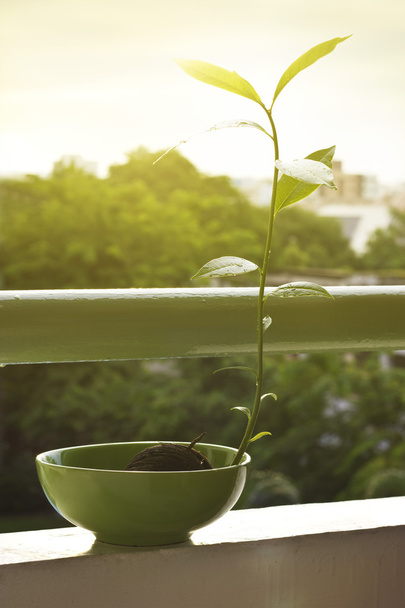 Planta na varanda em sol
 - Foto, Imagem