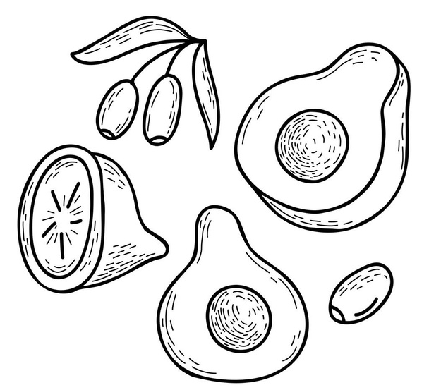 Cut halves of avocado and lemon, branch with olives. Collection of vector linear hand drawn fruits and fruits. Vector illustration. Isolated elements for design, decor and decoration. - Vettoriali, immagini