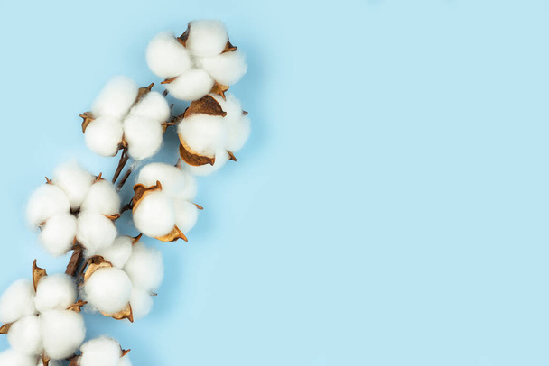 Mavi arkaplanda kopyalama alanı olan pamuk çiçekleri dalı - Fotoğraf, Görsel
