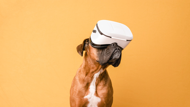 Boxer dog using VR glasses while standing over an isolated yellow background. - Photo, Image