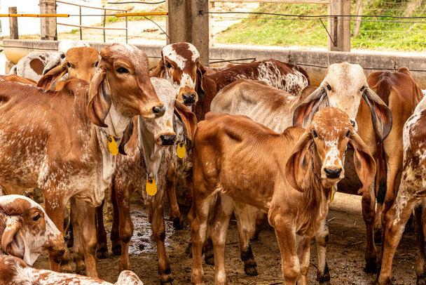 Telata Girolando uvězněná v mlékárenské farmě na venkově Minas Gerais, Brazílie - Fotografie, Obrázek