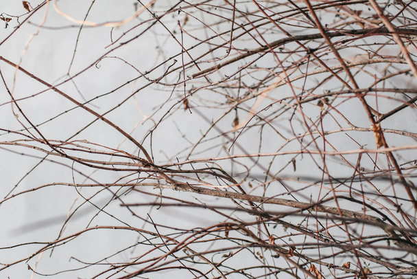 灰色の粗いセメントの壁の背景に乾燥した木の枝。白樺の小枝屋外. - 写真・画像