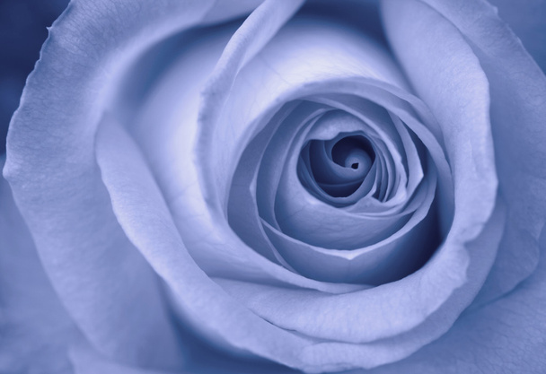 Блакитна троянда
 - Фото, зображення