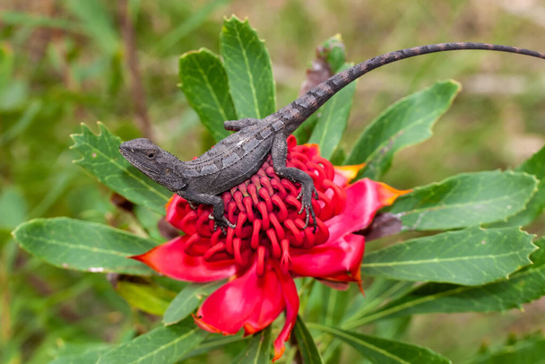 オーストラリアのジャッキー・リザードはN.S.W.ワラタの花 - 写真・画像
