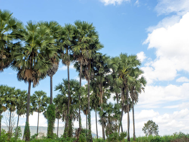 A group of beautiful sugar palm trees and the blue sky of Thailand. - Photo, Image