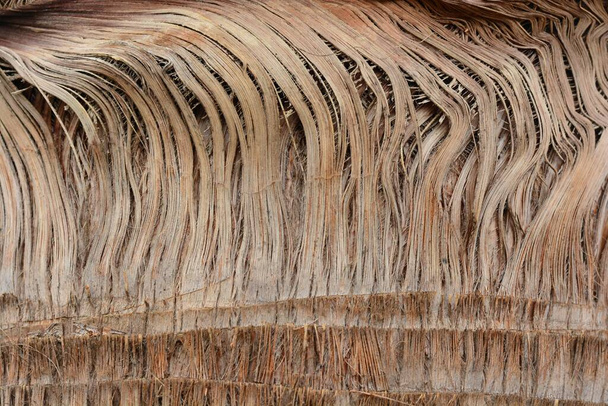 Деталь стовбура пальми, текстура
 - Фото, зображення
