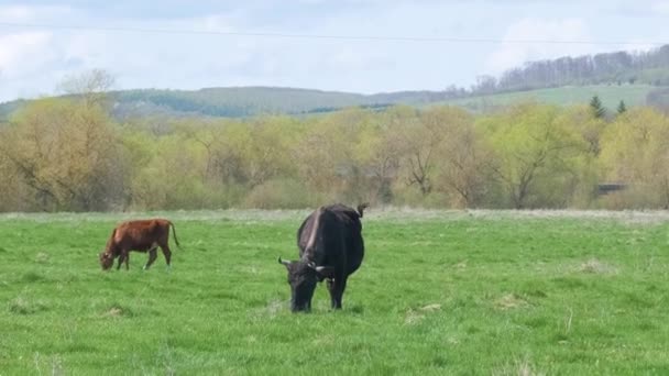 Milk cows grazing on green farm pasture on summer day. Feeding of cattle on farmland grassland - Footage, Video