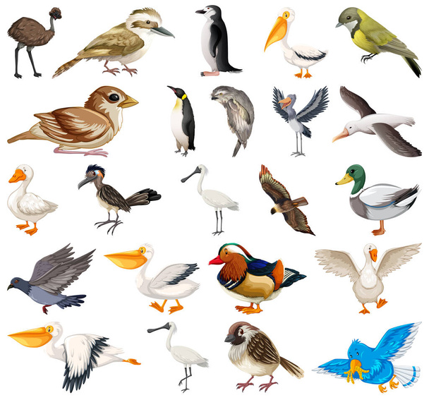 Různé druhy sbírek ptáků ilustrace - Vektor, obrázek