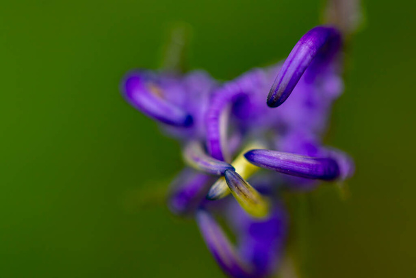 Phyteuma orbiculare цветоводство в горах - Фото, изображение
