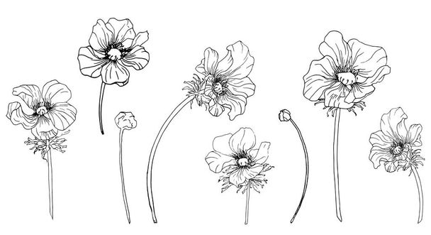 Vektorkészlet illusztráció anemones vázlatos stílusban. Kézzel rajzolt virágzó virágok design könyv, üdvözlőlap, textúrák, szövet és dekoráció virágüzlet. - Vektor, kép