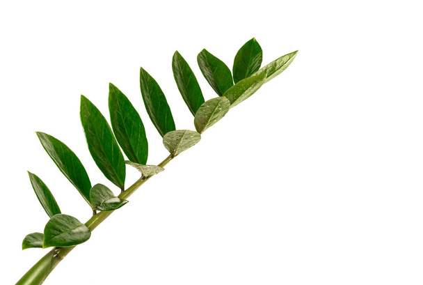 Tropický zanzibar drahokam rostlinné listy izolované na bílém pozadí - Fotografie, Obrázek