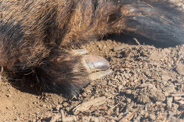 Yaban domuzu - Sus scrofa - ormanda ve doğal ortamında. Vahşi doğanın fotoğrafı.. - Fotoğraf, Görsel