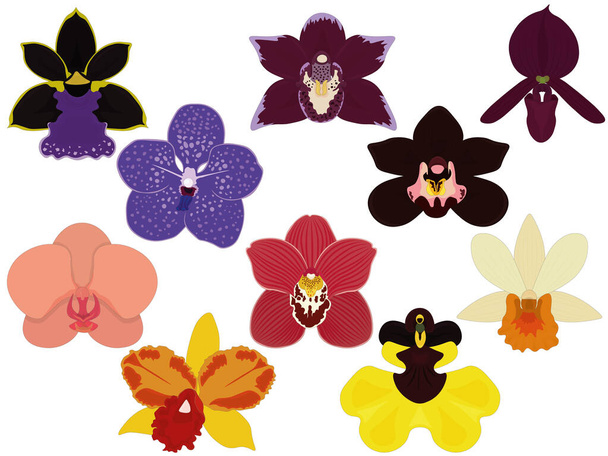 Τύποι ορχιδέας, τροπική ποικιλία χρωμάτων εικονογράφηση φορέων συλλογής λουλουδιών επιφύτων - Διάνυσμα, εικόνα