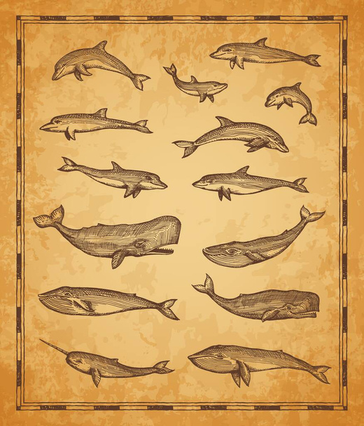クジラやクジラ、ナロールやイルカ、ベクトルスケッチとヴィンテージマップ要素。海の動物と海のセーリングマップ、船乗りのスクロールレトロなスケッチやモノクロームの木版画 - ベクター画像
