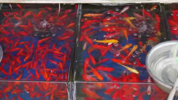 Goldfish and koi for sale in the flower and bird market - Footage, Video