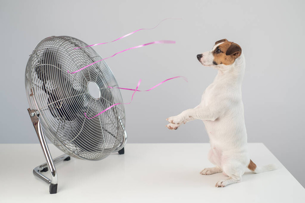 Jack russell terrier dog sits enjoying the cooling breeze from an electric fan on a white background. - Foto, Imagem