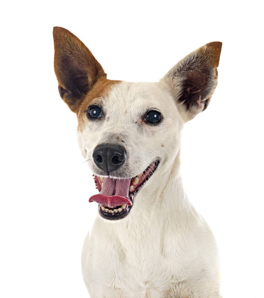 Jack Russel Terrier vor weißem Hintergrund - Foto, Bild