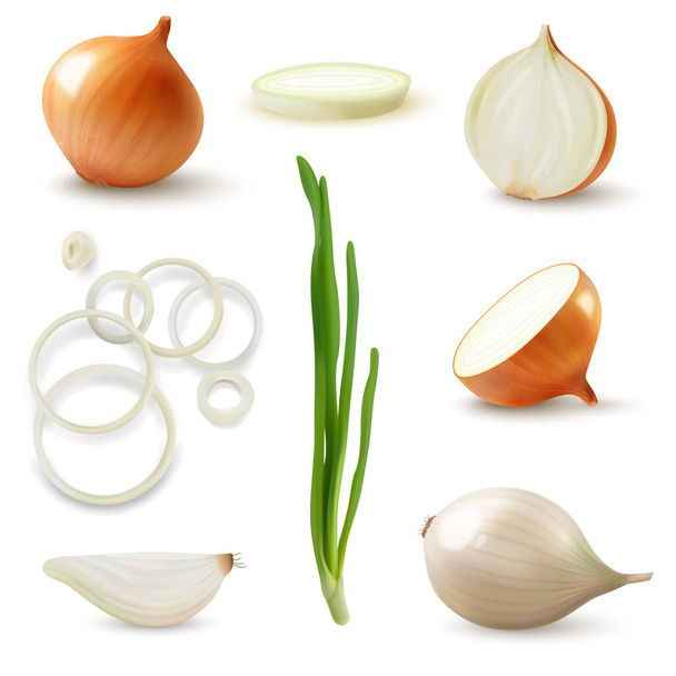 Realistic Onion Set - Vector, Image