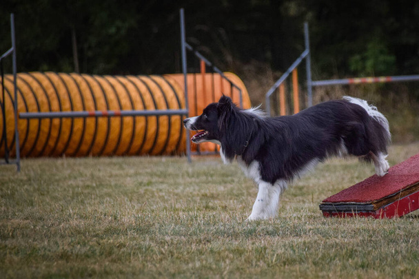Dog in agility balance beam. Amazing day on Czech agility competition. They are middle expert it means A2. - Photo, Image