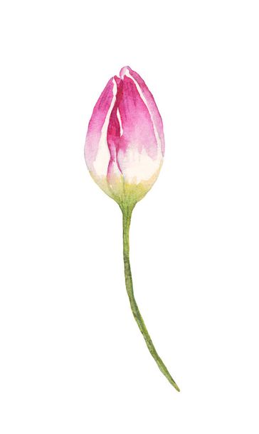 Single tulip. Watercolor illustration. Hand-painted - Photo, Image