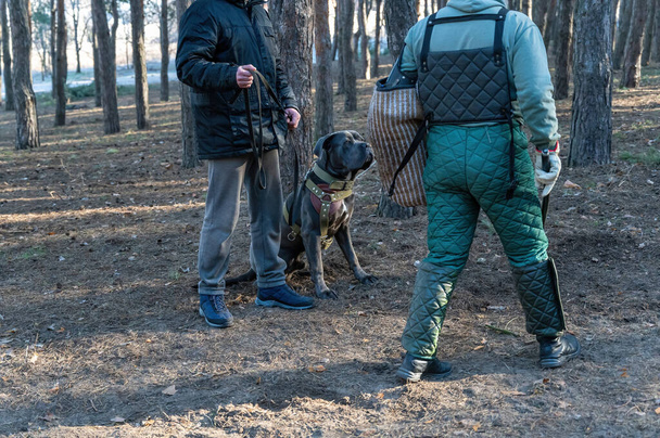 Männliche Trainer in spezieller Schutzkleidung gehen vor dem Hund und seinem Besitzer spazieren. Die Hunderasse Cane Corso Italiano sitzt neben einem Baumstamm. K9-Training. Unterricht mit Diensthunden. Serienteil - Foto, Bild