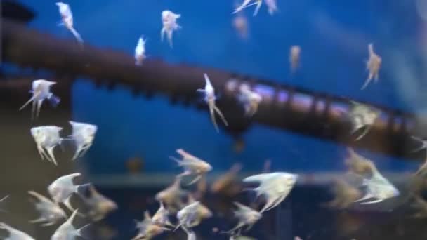 Grupa małych tropikalnych ryb trzymanych w akwarium - Materiał filmowy, wideo