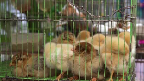 Egy ketrec csirkék eladó a virág és madár piacon - Felvétel, videó