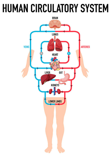Διάγραμμα που δείχνει απεικόνιση του ανθρώπινου κυκλοφορικού συστήματος - Διάνυσμα, εικόνα
