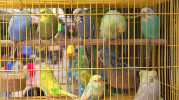 Μικροί παπαγάλοι προς πώληση σε κλουβί στην αγορά λουλουδιών και πτηνών - Πλάνα, βίντεο