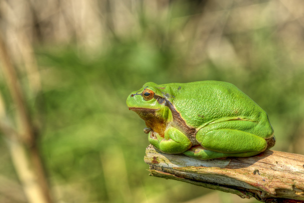 Tree frog 8 - Photo, Image