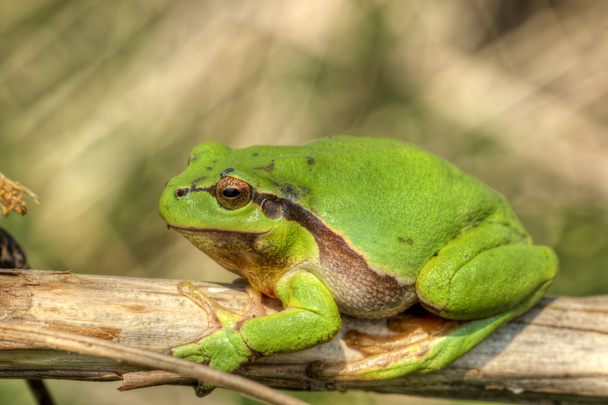 Tree frog 9 - Photo, Image