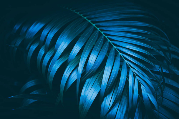 Green palm leaf pattern texture abstract background. Copy space for graphic design tropical summer and nature environment concept. Vintage tone filter effect color style. - 写真・画像