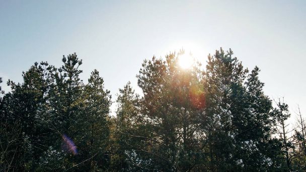 Sonnenstrahlen bahnen sich ihren Weg durch Äste im Winterwald - Foto, Bild