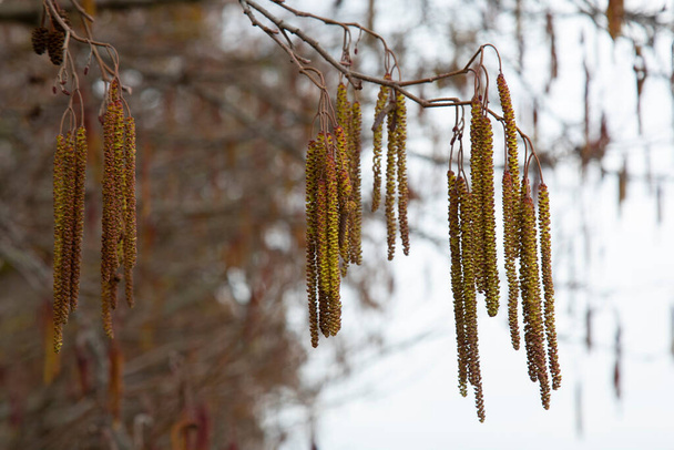 Branch of The Hazel ( Corylus Avellana) with inflorescences in spring - Photo, Image