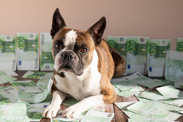 Αστεία Βοστώνη Terrier με χρήματα, χιουμοριστική φωτογραφία - Φωτογραφία, εικόνα