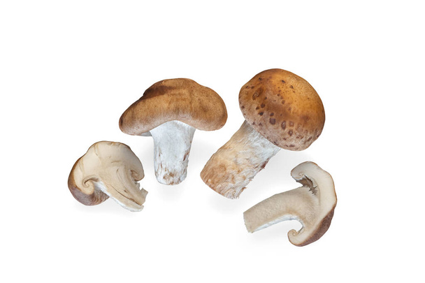 Shitake mushroom isolated on white background. Healthy plant based food diet lifestyle. - Photo, image
