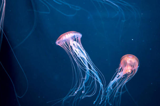 Chrysaora achlyos colorata nebo fialové pruhované medúzy žije ve vodách pobřeží Kalifornie zblízka - Fotografie, Obrázek