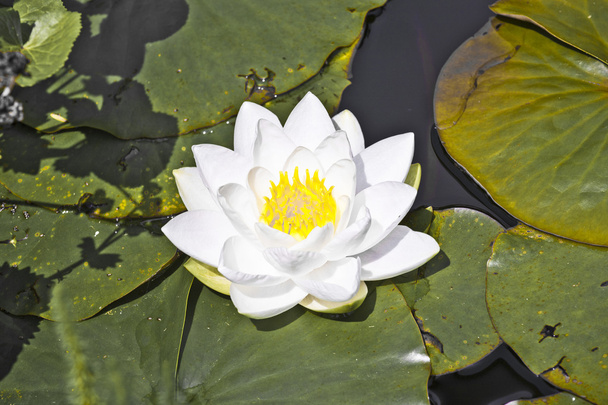 White lotus water lily in lake - Φωτογραφία, εικόνα