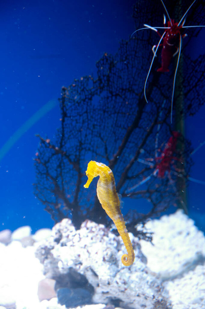 Caballo de mar pequeño pez marino del género Hippocampus vive en acuario de mar con agua salada - Foto, imagen