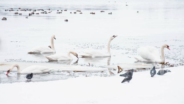 Beaux cygnes, canards, mouettes nagent en hiver sur la rivière - Photo, image