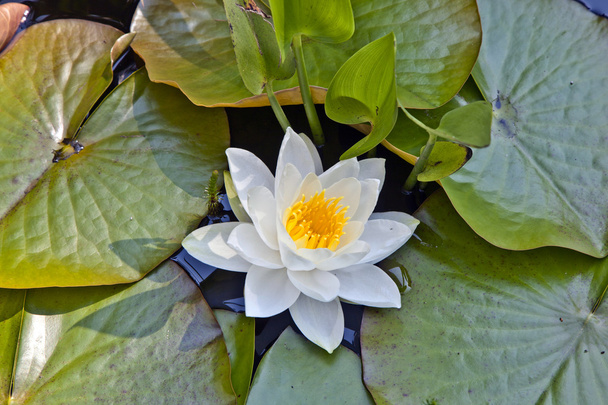 Japanese white lotus water lily - Фото, изображение