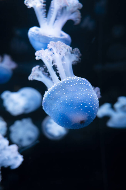 Phyllorhiza punctata jellyfish, znana również jako pływający dzwonek, australijska meduza plamista, brązowa lub biała na ciemnym tle - Zdjęcie, obraz